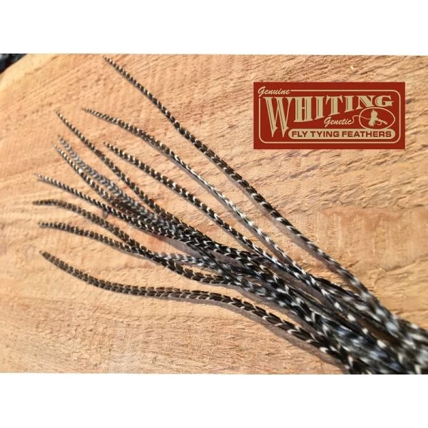 Whiting Flatwing Fjer 3 Whiting Flatwing Fjer